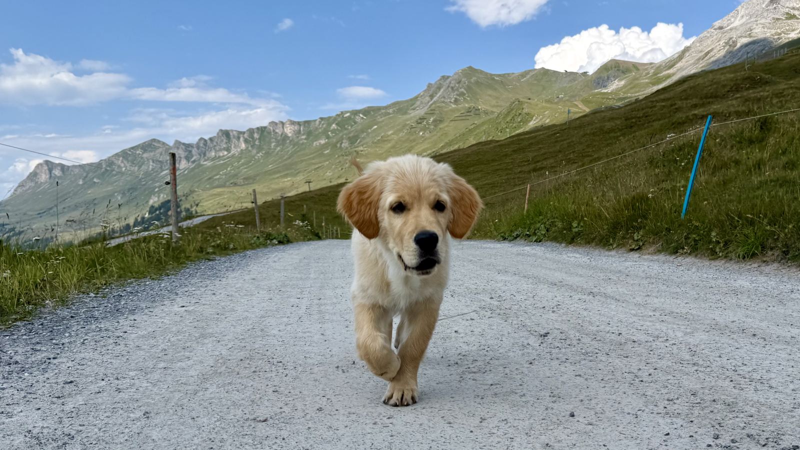 Junger Golden Retriever auf einem Bergweg